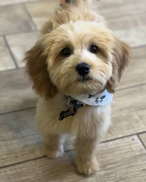 Apricot puppy with a tidy face trim