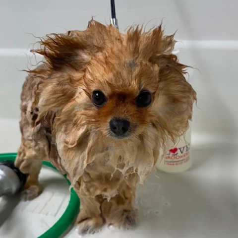 Sudsy little pup mid-bath in the tub