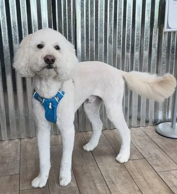 Goldendoodle with a fresh full-body cut